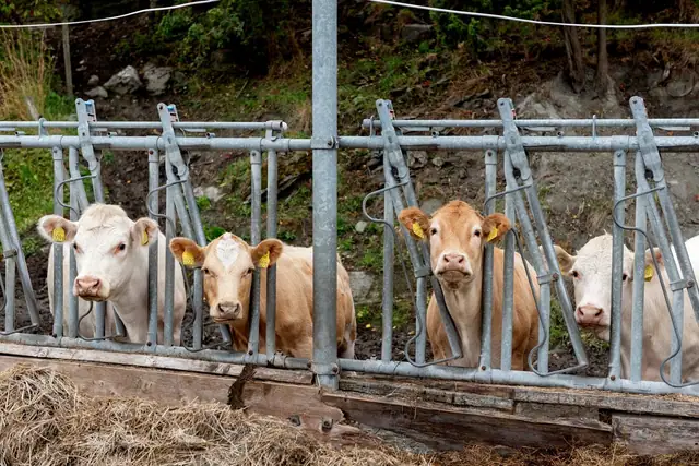 Småbruksidyll med nærhet til natur og dyreliv